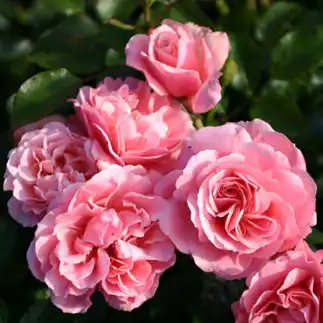 Trandafiri Floribunda - Trandafiri - Botticelli ® - 